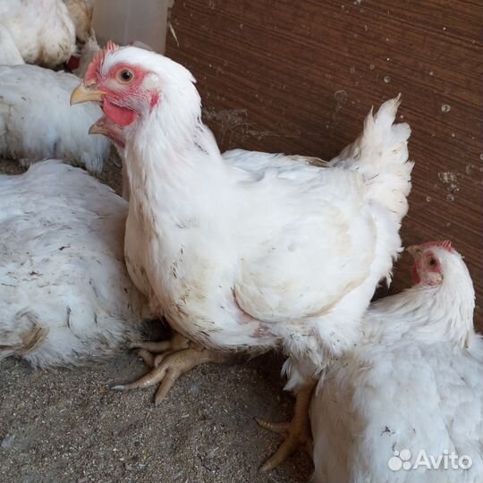 Домашние бройлеры на мясо