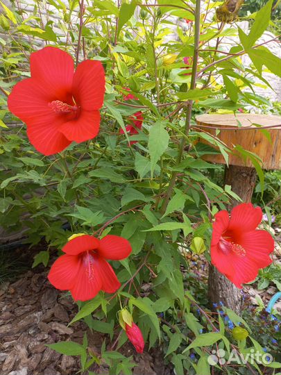 Гибискус травянистый