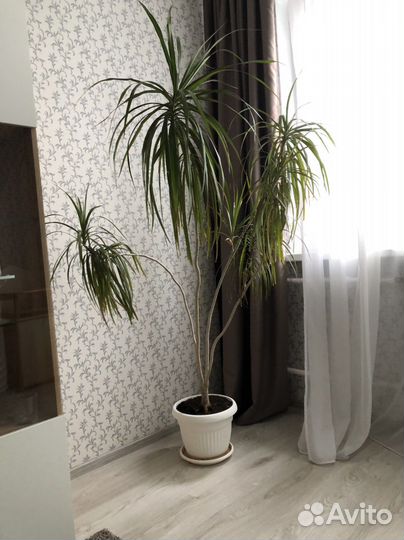 Комнатные растения