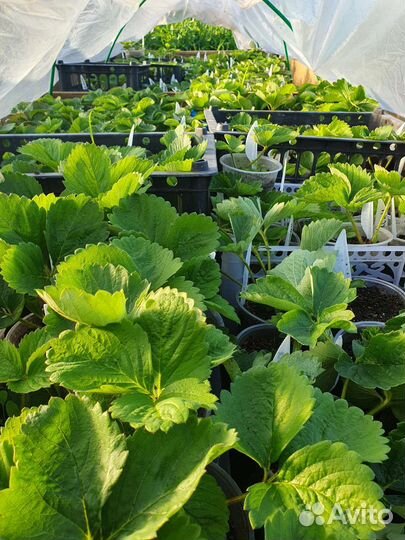 Саженцы Земляники зкс (объём 0,5 л)