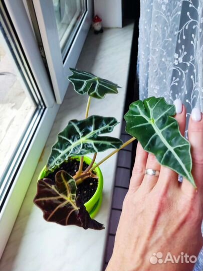 Алоказия полли