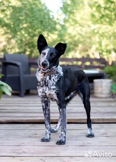 Собака в добрые руки