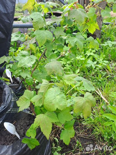 Саженцы смородины. Сорт-Вологжанка