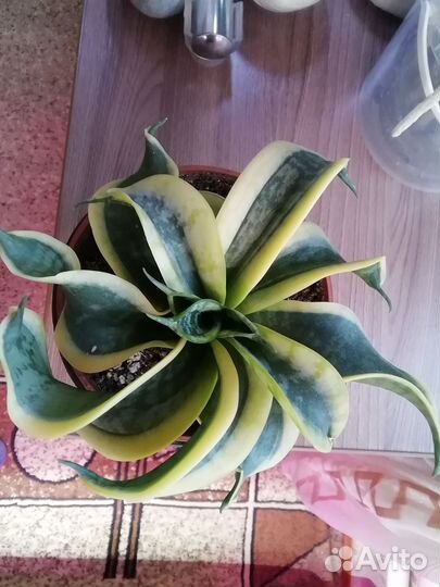 Сансевиерия