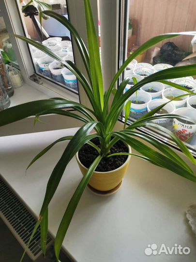 Пальма Панданус