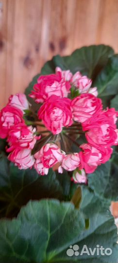 Пеларгония герань та история любви