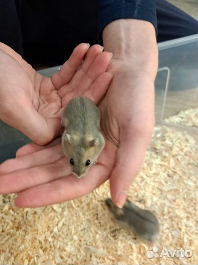 Джунгарские хомячки