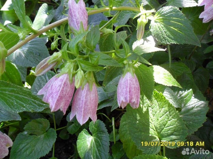 Растения для Вашего сада