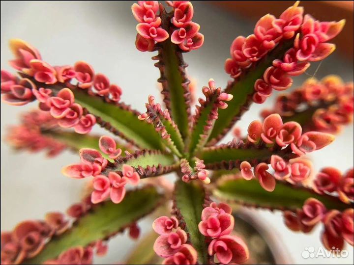 Каланхоэ розовые бабочки. Комнатные цветы