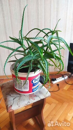 Алоэ. Комнатное растение