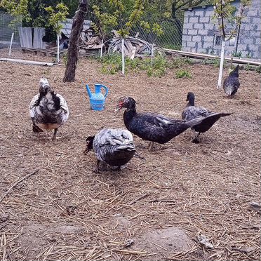 Индоутки тяжелой линии