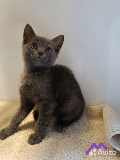 Котята ищут дом