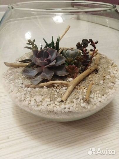 Суккуленты, флорариумы