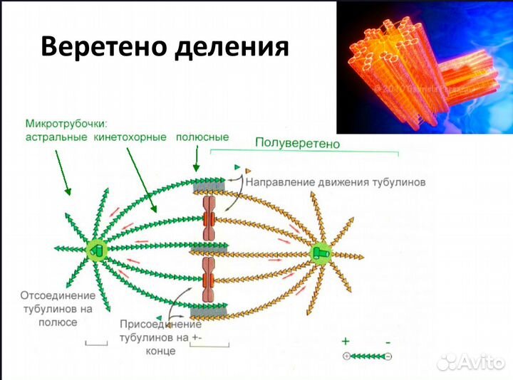 Репетитор по Биологии