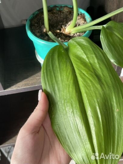 Эухарис амазонская лилия