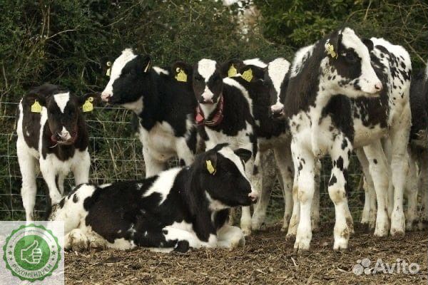 Б сименталы лимузины абердины холмогоры