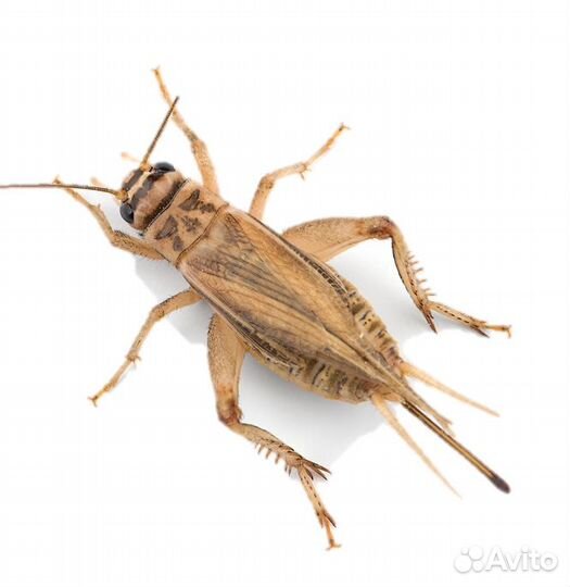 Кормовые насекомые сверчки гусеницы тараканы и т.д
