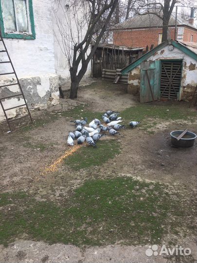 Продаются голуби почтовые
