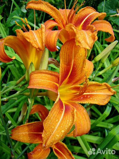 Лилейник лимонно-желтый, оранжевый