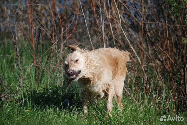 Фотограф анималист