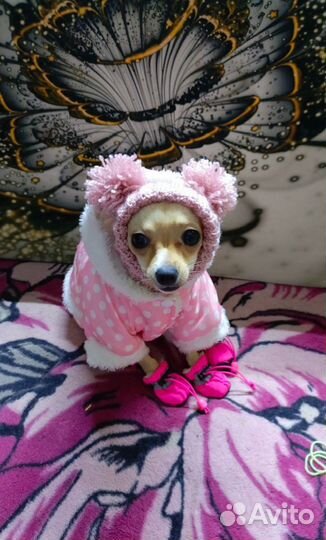 Мини той-терьер