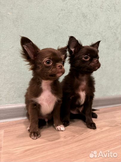 Шоколадные мальчики чихуахуа