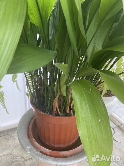 Фиалка, драцена