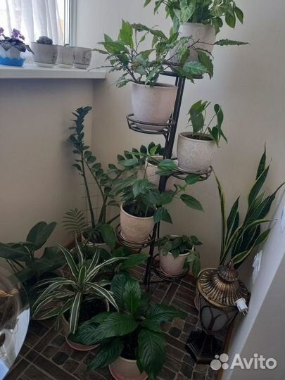 Цветы домашние в горшках