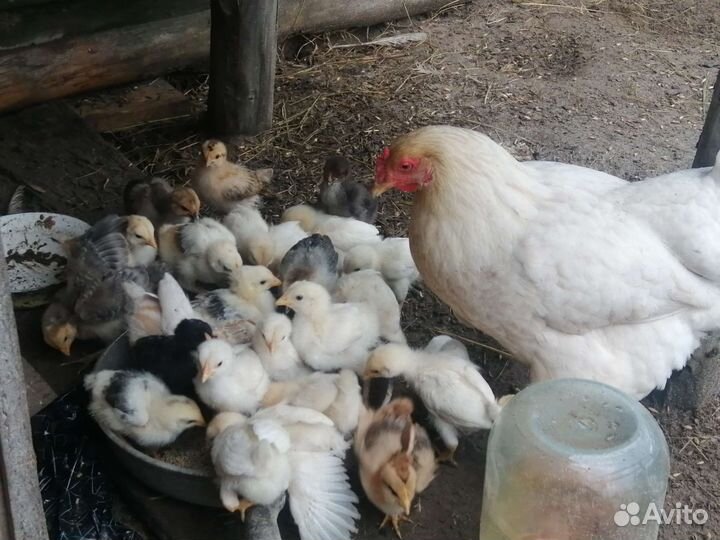 Цыплята