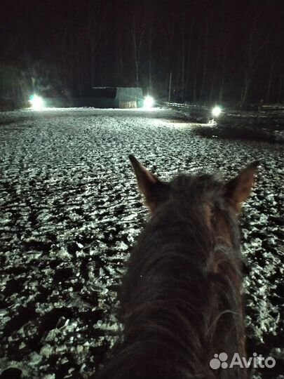 Постой лошадей