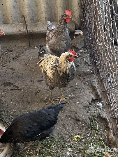 Молодые петухи