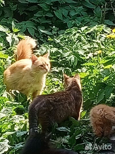 Котенок 2 месяца