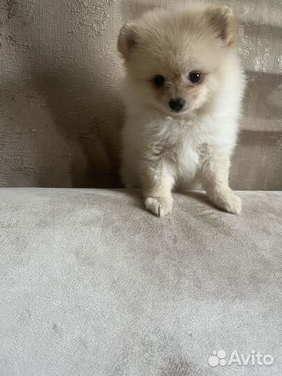 Мини девочка