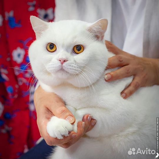 Вязка с британским котом