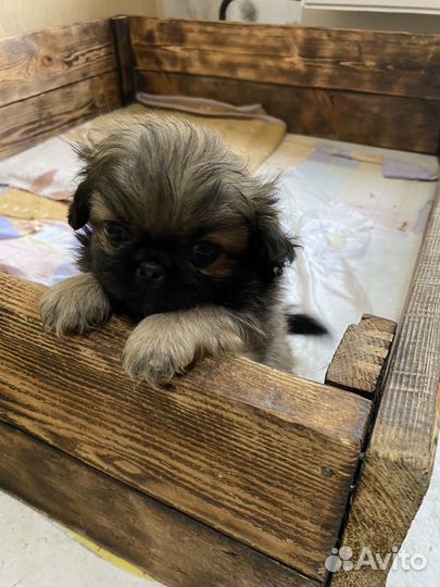 Щенки пекинеса