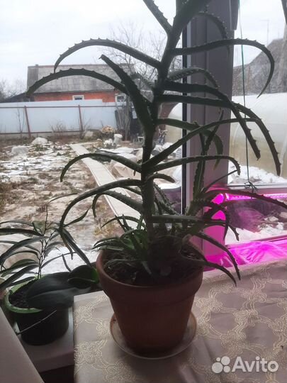 Продам лекарственное алоэ