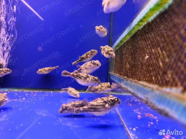 Тетрадон фахака