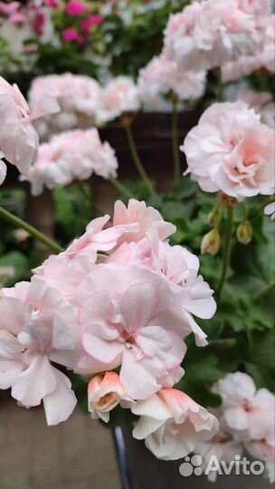 Пеларгония герань Ю-Кэлушарий