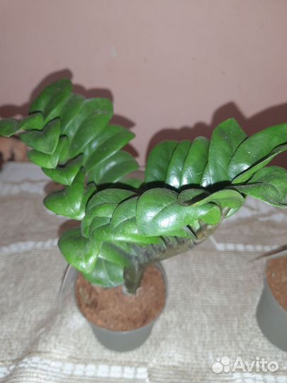 Замиокулькас Зензи