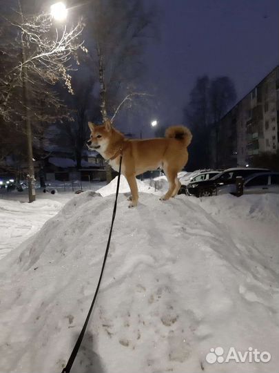 Вязка Сиба ину