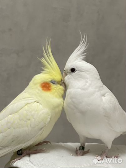 Окольцованная ручная корелла