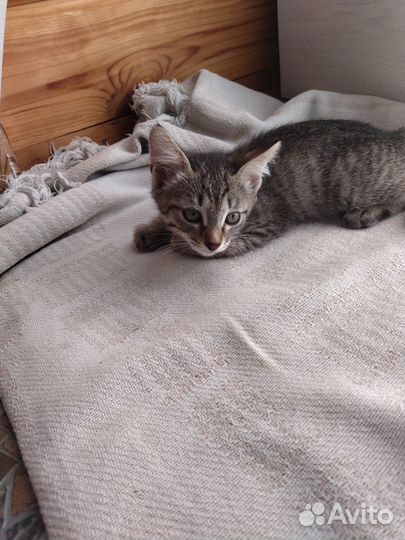 Отдам котенка в добрые руки