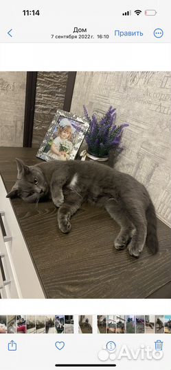 В добрые руки