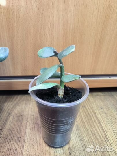 Денежное дерево, толстянка