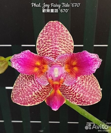 Орхидея бабочка Азия нецветущие