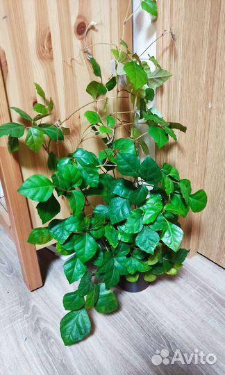 Циссус. Плющ. Каллизия. Плектрантус. Хлорофитум