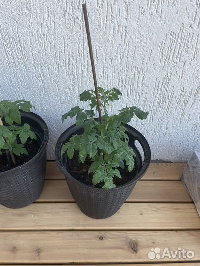 Рассада помидор черри