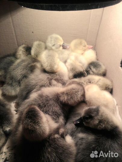 Гусята суточные, яйца гусиные