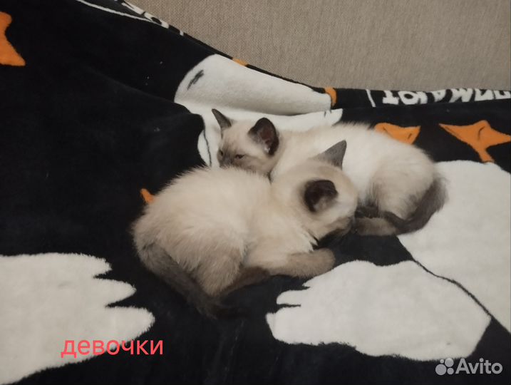 Тайские котята