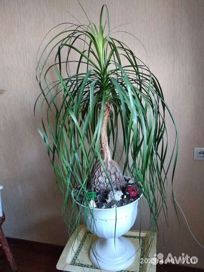 Бокарнея нолина 80 см